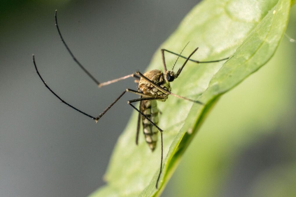 Mosquito Barrier Control by HPM Mallorca